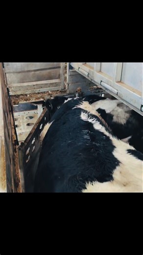 David Beechy on Instagram: "Cow loading fails 🐄"