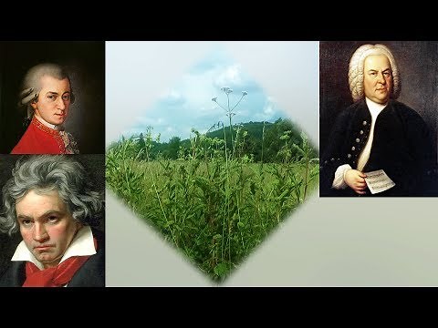 Klassische Musik Best of Classical Music from Haydn, Mozart, Beethoven, Bach, Pachelbel, Boccherini