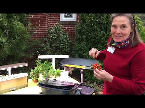 Aeroponics: gardening simple systems for your home
