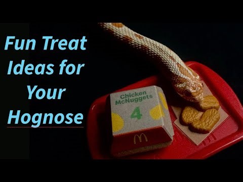 Different Foods for Your Hognose Snake
