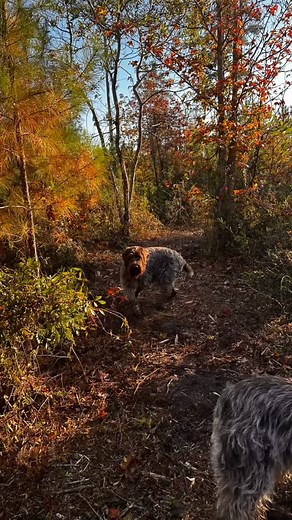 13 reactions · 5 comments | Morning walk in the woods | Double Barrel Griffons | Facebook