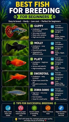 Top 5 Easiest Fish to Breed for Beginners 🐟🔥 | Start Breeding Today!