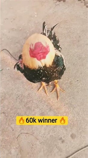 pure quality assel Java rooster top quality breeds check it 😱😱