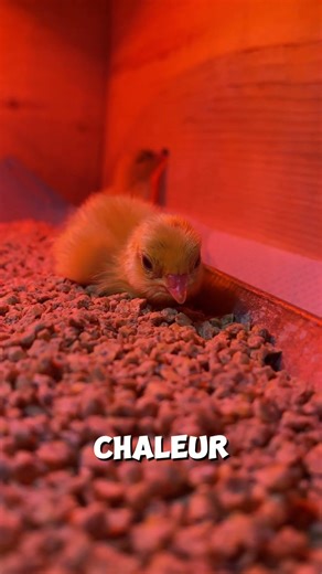 Quail hatching: how to get a good start on a family farm.