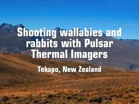 Shooting wallabies and rabbits with a Pulsar Thermal Riflesight