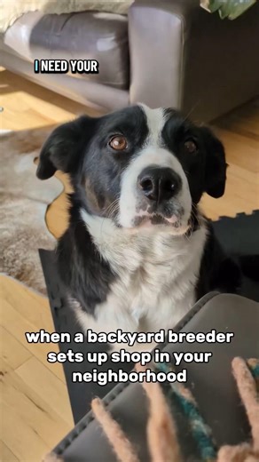 because dogs deserve to be bred for good health, not for profits