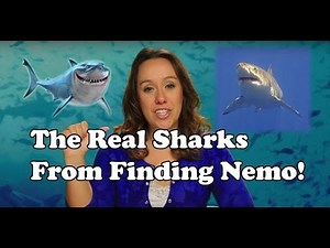 Finding Nemo Sharks