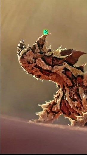 Wildlife Expert Shares Thorny Devil Secrets!