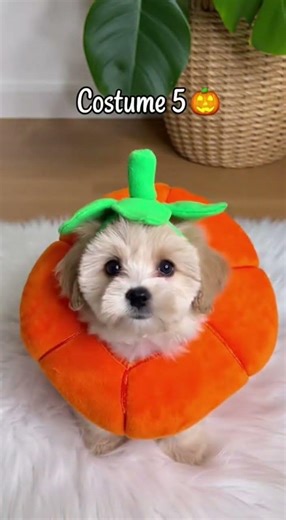 Little puppy trying cute costumes🐶❤️😂