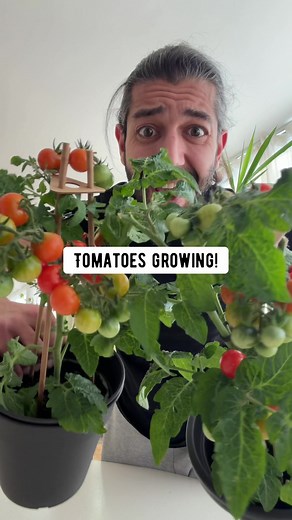 How to grow tomatoes with a tomato from the supermarket! 😲🍅🌱 #learnontiktok #tiktoklearningcampaign