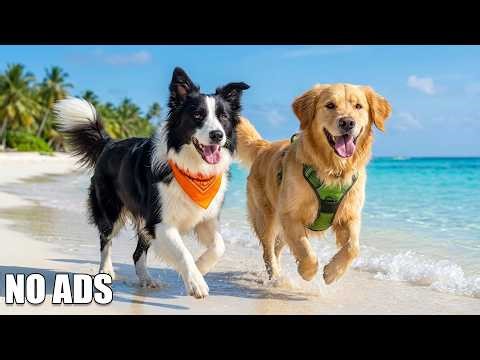 Dog TV for Dogs to Watch 🐶 Relaxing Music 🐕 Dog Calming Music & Music for Dogs to Relax