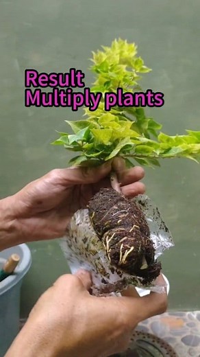 Result Multiply Plants ❗#multiply #airlayering #bougainvillea #cangkok | Ardie Naco