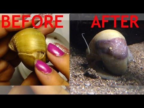 how i fix a broken apple snail shell