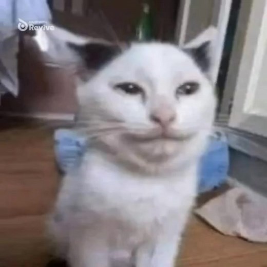 Tutorialdecomotenerestosfondos🗣️🔊💥🔥‼️‼️‼️‼️ #tutorialdecomotenerestosfondos #ycuandoescribansobremi #parati #foryou #recomendado