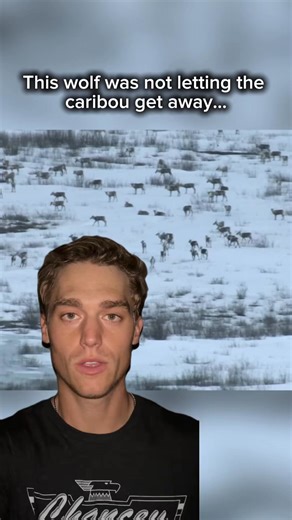 This wild was not letting this caribou get away… #wolf #wolves #caribou #predator #natureismetal | Huntingclipss