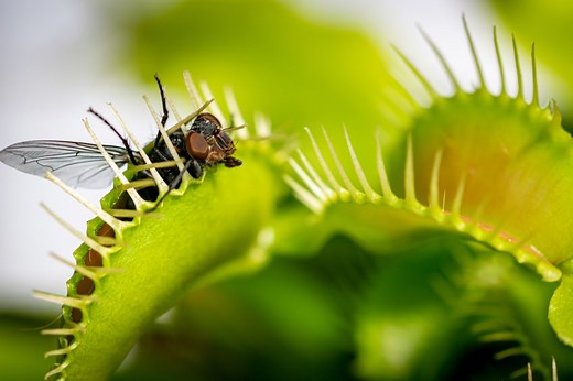 How Venus Flytraps Work and What They Really Eat
