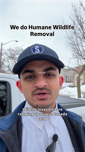 Raccoon mating season is officially here, and wildlife invasions are ramping up across Canada. If you are hearing noises in your attic, chances are a racoon is about to have babies in your attic. Give us a call today to book your assessment & we can help you get them out of the attic safely. #wildlife #pestcontrol | Sani IQ