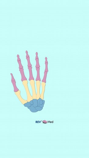 Exploring the Bones of the Hand and Wrist