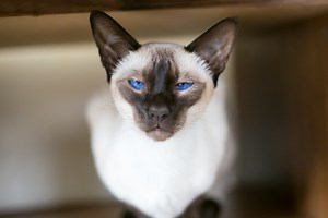 The Different Colors of Siamese Cats, From Lilac to Seal Point