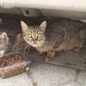 122K views · 5.6K reactions | My neighbor told me there was a cat family that needed help. | I Kiligers | Facebook