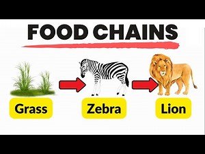 FOOD CHAINS: Definition, Facts, Types, and Examples