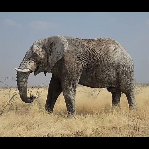Etosha National Park in Namibia is breathtaking