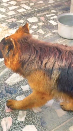 German shepherd dog . #germanshepherd #blackgermanshepherds #germanshepheard #gsdindian