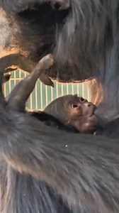 30K views · 154 reactions | Phoenix Zoo on Reels | Facebook