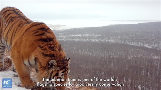 Along the China-Russia border, Siberian tigers roam freely between the two nations -- hunting in one nation at dawn and resting in the other by dusk. Click to see how these "big cats" live a "natural dual-citizen" life in a shared, thriving wilderness. | Xinhua Culture&Travel