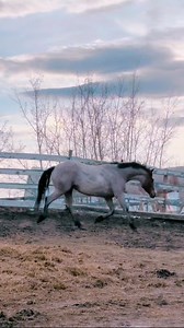 20K views · 341 reactions | 濾 My roany-pony, ila 珞 #meriklewaters #painthorse #mare #beautifulgirly | Merikle Waters Paints & Quarters | Facebook