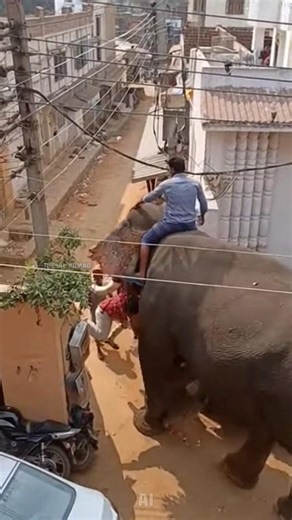 shocking visuals. narrow escape of a man from elephant attack #viral #trending #shorts #viralvideos