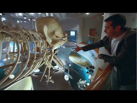 Introduction to the Order Cetacea