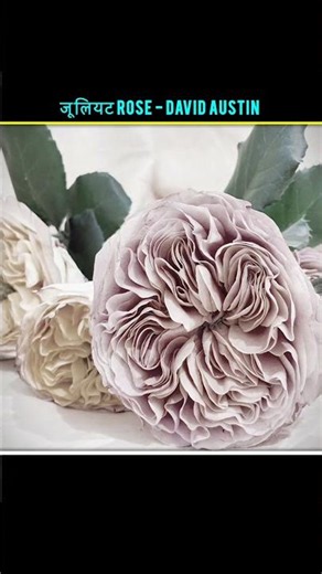 Juliet Rose by David Austin 🌹 | The World's Most Expensive Rose? #Shorts