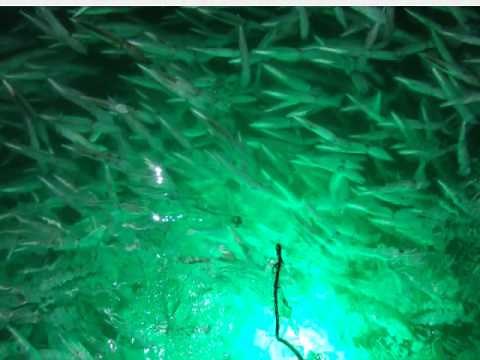 Squid Fishing