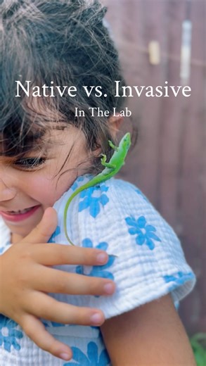 Two Mind Gardens - Nature Homeschool | Early Childhood Education on Instagram: "Green vs. brown—did you know? 🦎 @inthelabbysasha Not every little lizard in Miami is the same. Most are invasive brown anoles, but Florida is also home to its own native species—the green anole. In this early field science session, children learned the difference and even sculpted clay nests, lining them with soft garden materials, to carry the green anoles safely and avoid stress before releasing them into t