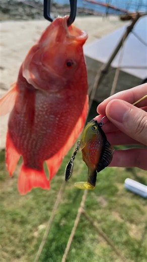 🎣Overcoming obstacles & increase catch. 🐟🪝Equipped with an ultra-sharp hidden hook in the top fin, these soft lures minimize snags and effortlessly penetrate cover, enhancing hooking success rates while preventing frustrating hang-ups during fishing process. | Sheaglareh