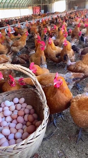 Chicken Egg Laying Process Explained