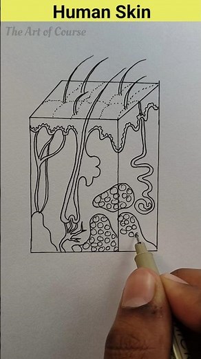 Human Skin diagram easily step by step #sciencediagram #humanskin #shorts