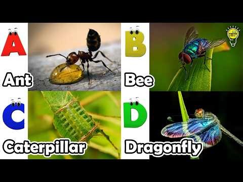 Abc Insect Song | A to Z Insects Song | Insects Alphabet song | Phonics for Kids