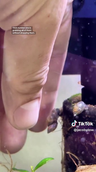 Pea puffer annihilates pest snail! Let me know if there are any other food sources I should look into. #fishtok #aquarium #aquascape #fishtank #peapuffer