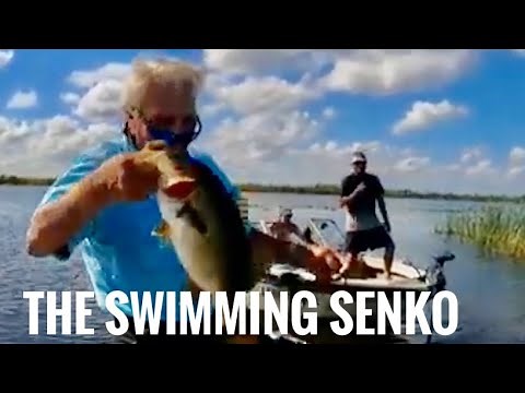 The Swimming Senko