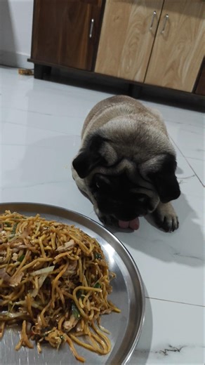 khate Raho #viral #mypug #funnyanimal #funny #funnydog #comedy #pets #youtubeshorts #reels #lol