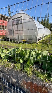 Fresh vegetables, grown year-round at Chena Hot Springs, using greenhouses heated by geothermal heat growing vegetables, in subzero weather🥶 | Alaska Outdoors Television