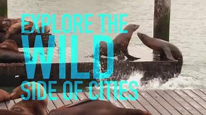 5K views · 74 reactions | First Look! Explore the wild side of America's cities in this new digital series from WTTW, premiering on the first day of spring (March 20). Here's a sneak peek. | WTTW - Chicago PBS | Facebook