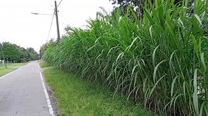 Cenchrus Purpureus, Synonym Pennisetum Purpureum, Also Known As Napier Grass, Elephant Grass or Uganda Grass Close Up in the Field Stock Video - Video of beauty, elephant: 353663519