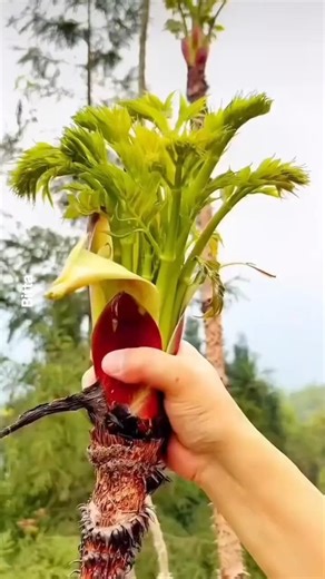 Spring Buds 🌱 | Nature’s Fresh Beginning #ShortsAmazing Spring Bud Growth You Must See 🌸#facts