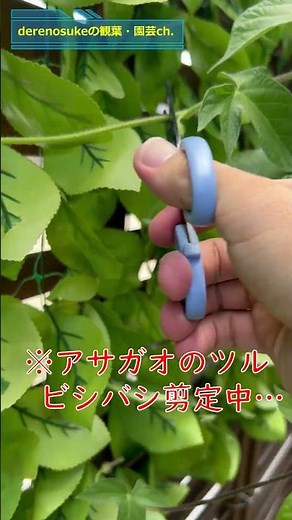 アサガオのツルを、ビシバシ切る動画。