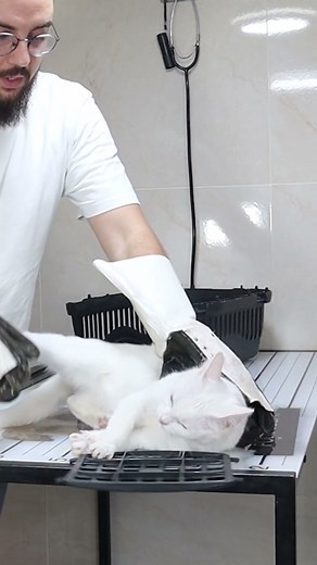 How to deal with angry cat and ferocious cat 🐱 part 54