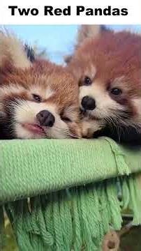 Did you ever seen two red pandas fight ??? #funnyanimals #redpanda #viral #shorts #fighting