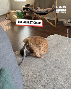 Koda Vs Lil Man showdown!🐱 | LADbible Australia